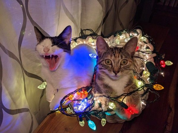holiday kittens.jpg
